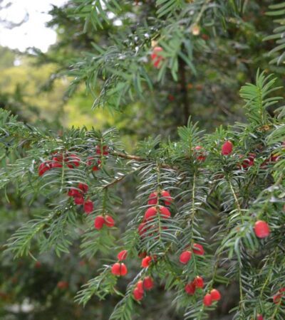 A legszebb magyar arborétumok