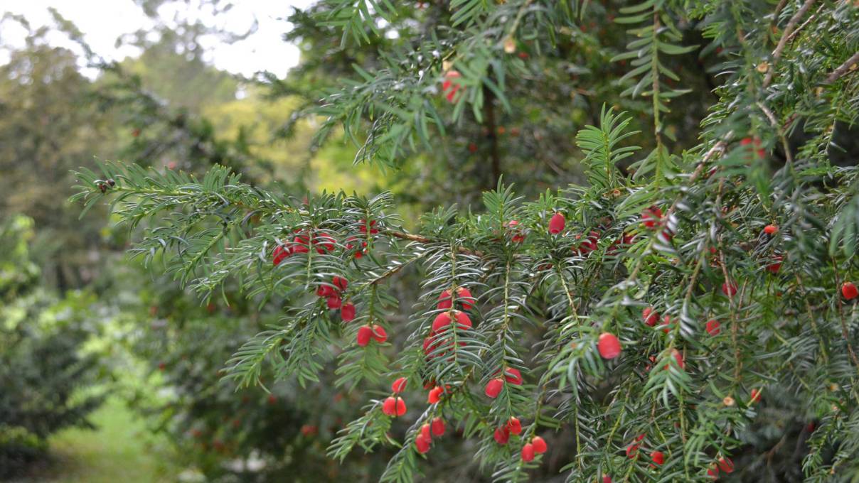A legszebb magyar arborétumok